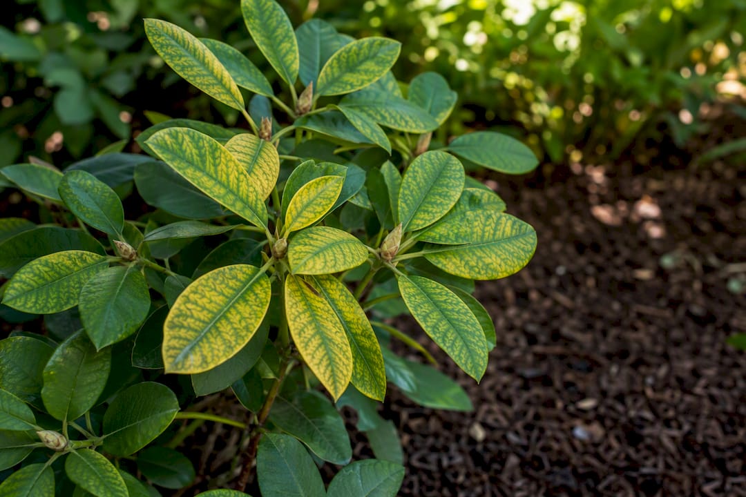 Rhododendron leaves with green veins