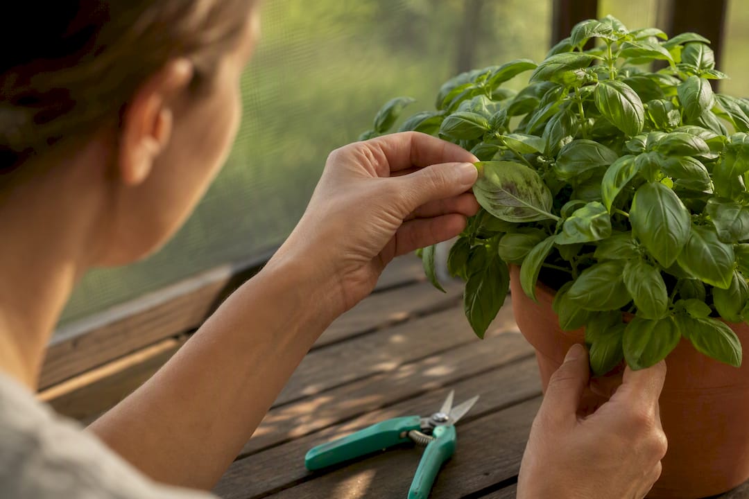 Basil leaf showing downy mildew symptoms