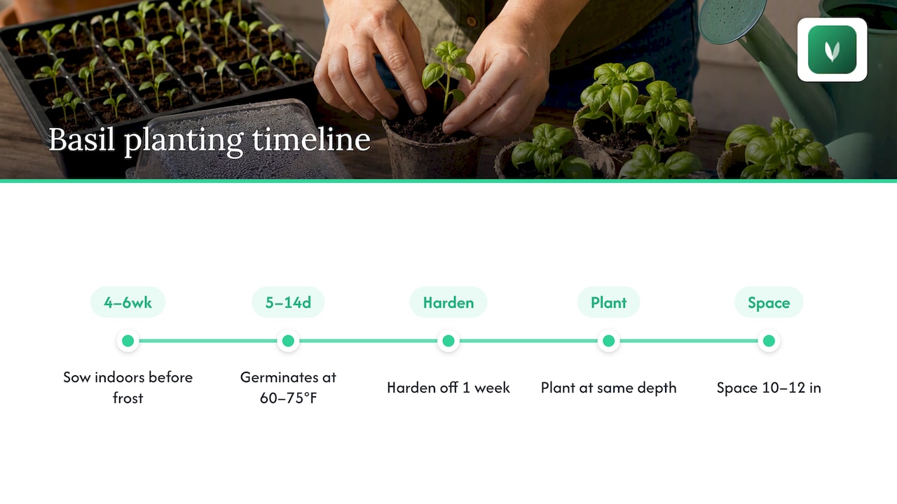 Basil planting timeline from seed to garden