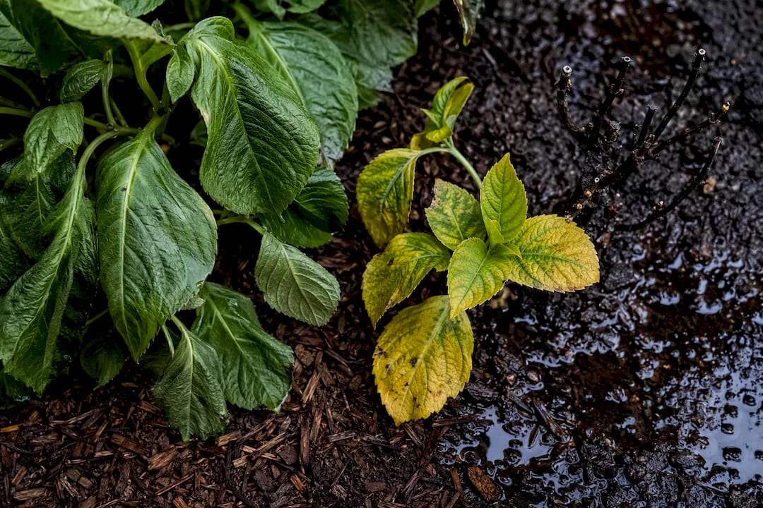 Hydrangea leaves showing common stress symptoms