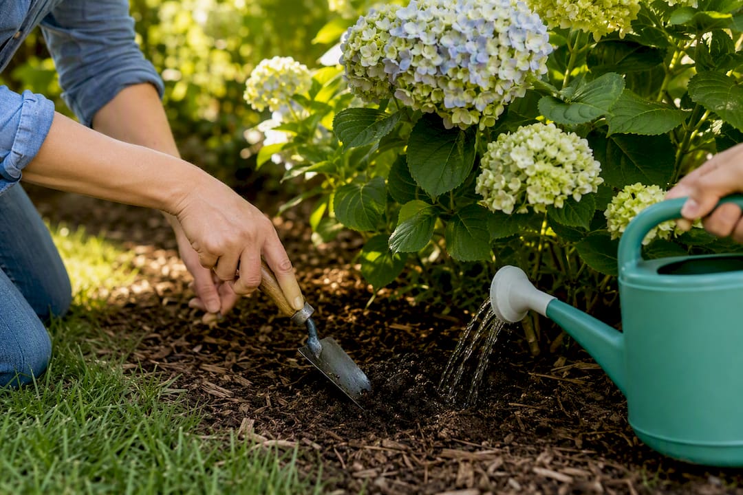 Checking soil before watering hydrangea