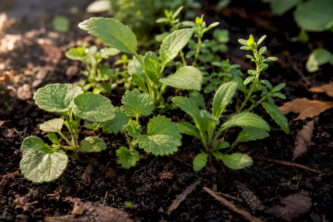 Close view of weed seedlings and leaves