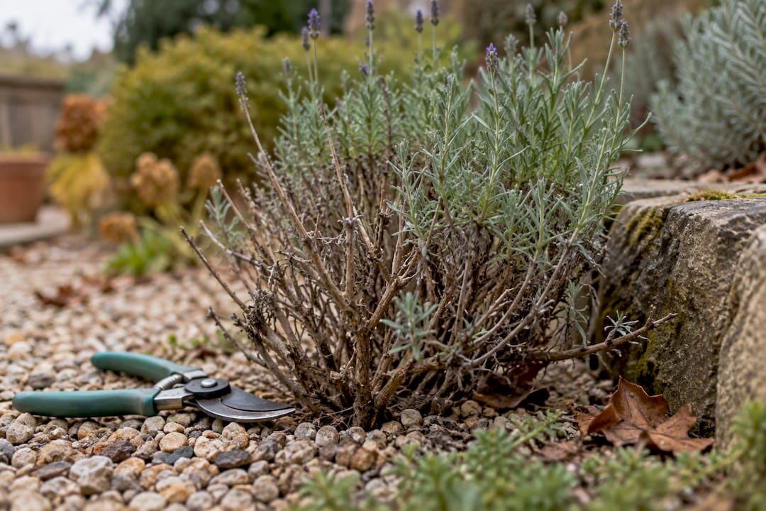 Sparse woody lavender with pruning shears