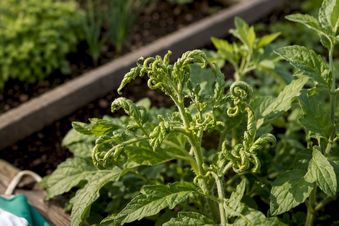 Twisted new growth after herbicide drift