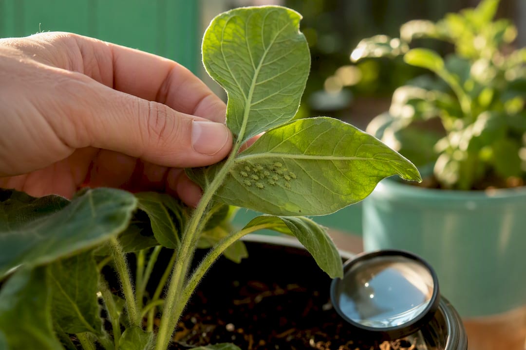 Inspecting pests beneath a plant leaf