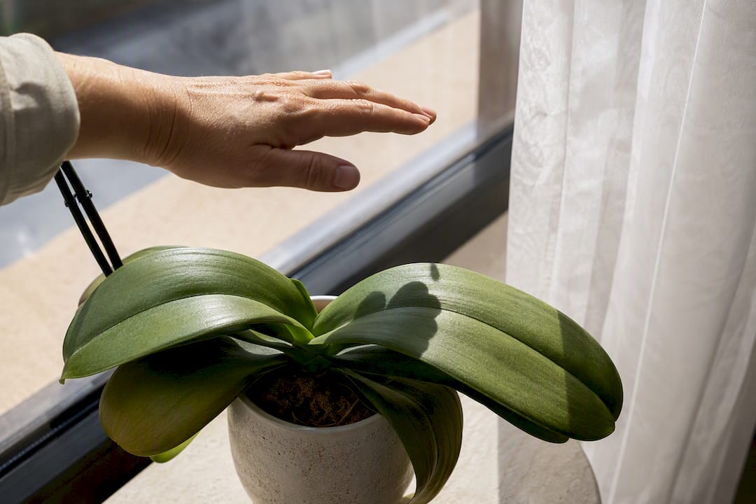 Hand casting shadow over orchid leaves