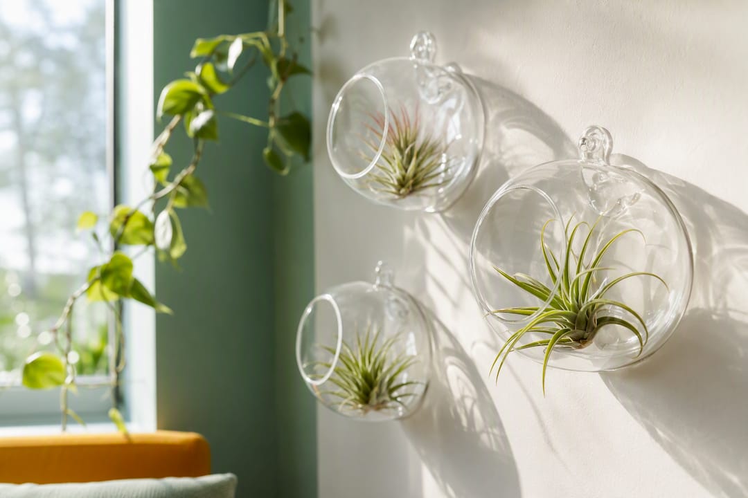 Air plants displayed in wall glass globes