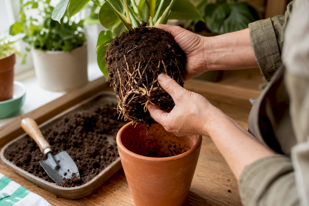 Gardener inspecting pest-damaged plant roots