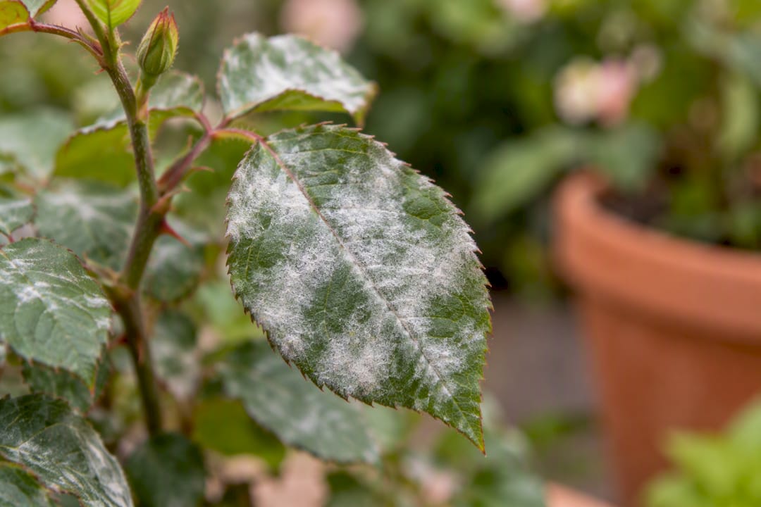 White powdery mildew coating a rose leaf