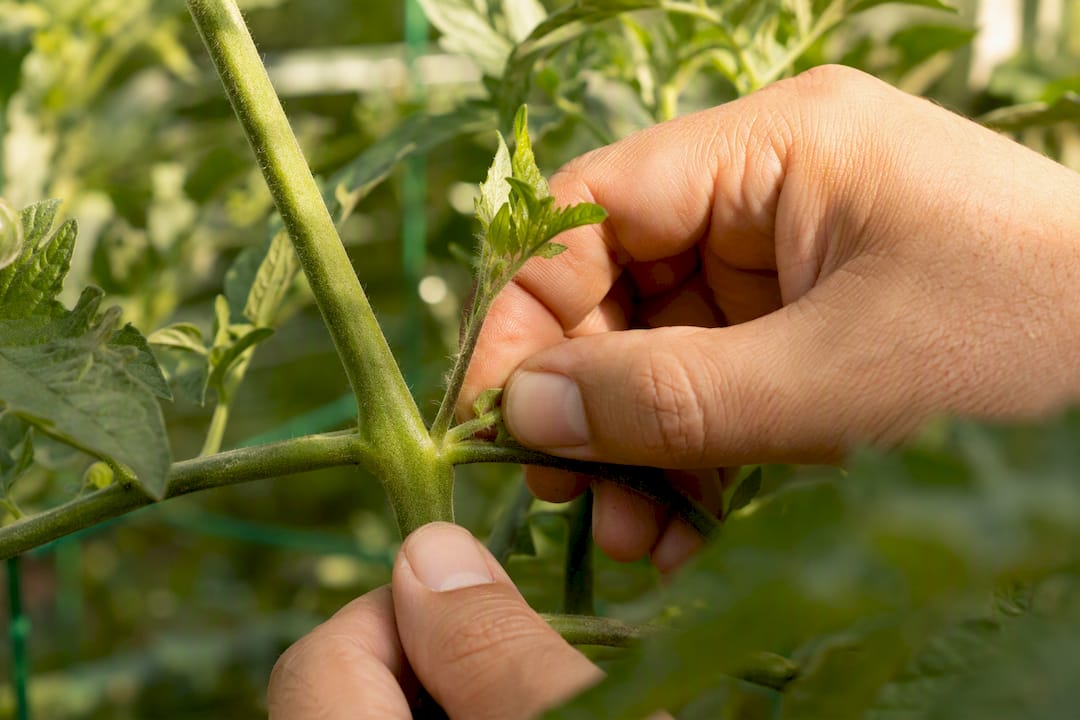 Fingers pinching a small tomato sucker