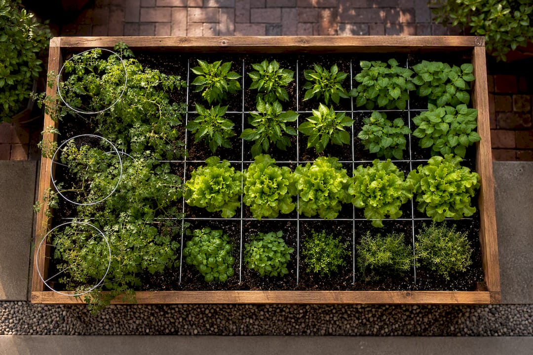 Four-by-eight bed with planned crop blocks