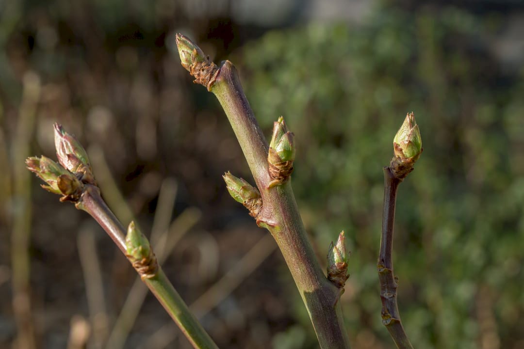 Swollen buds on a rose cane