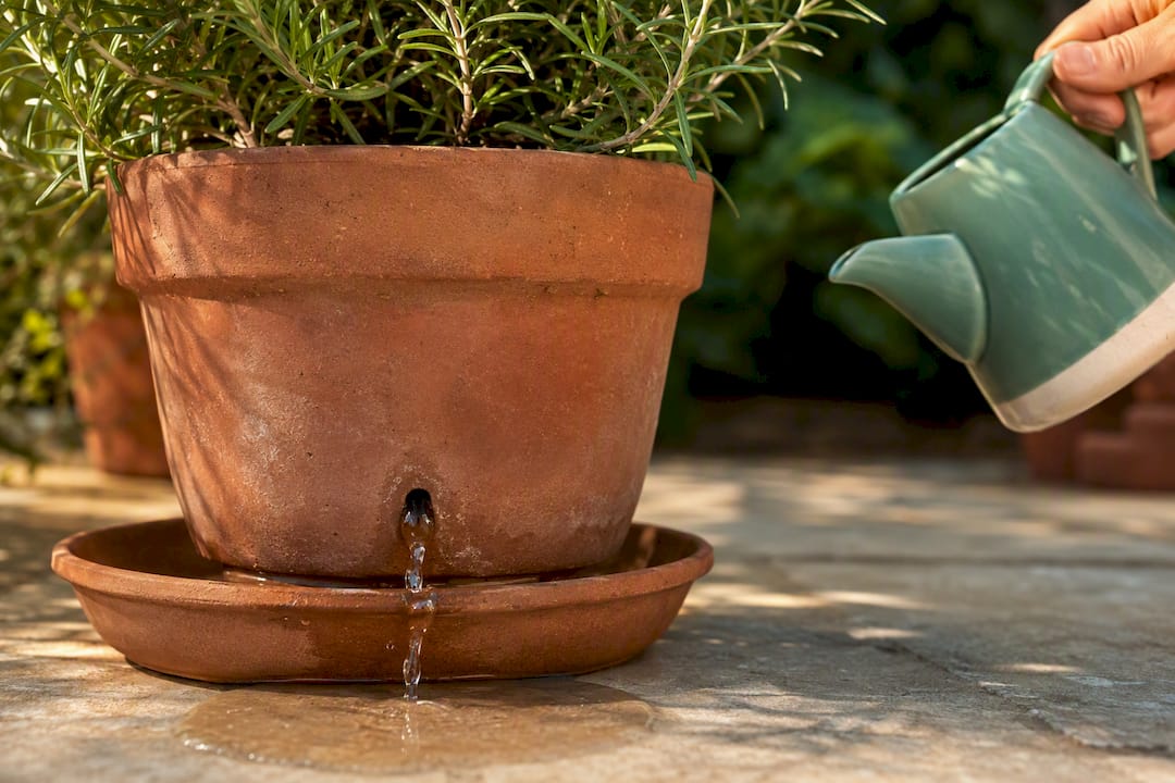 Water draining from rosemary pot