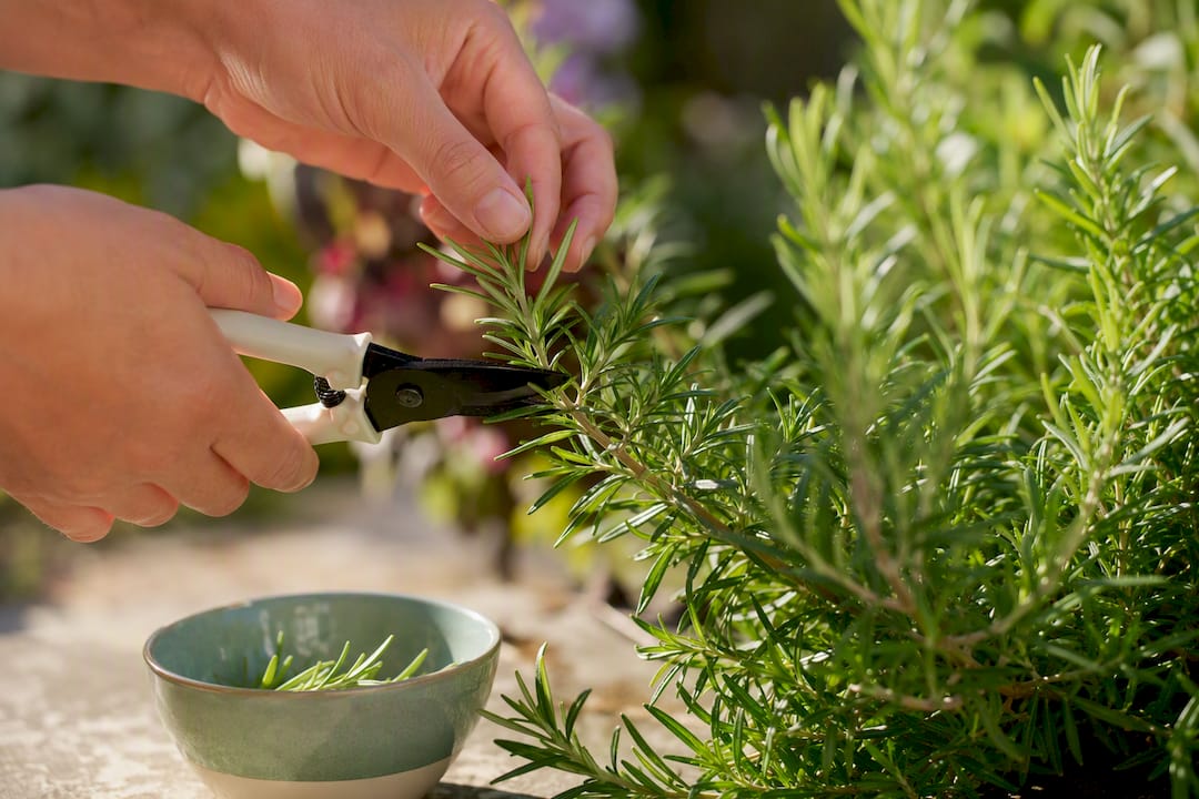 Shears trimming green rosemary growth