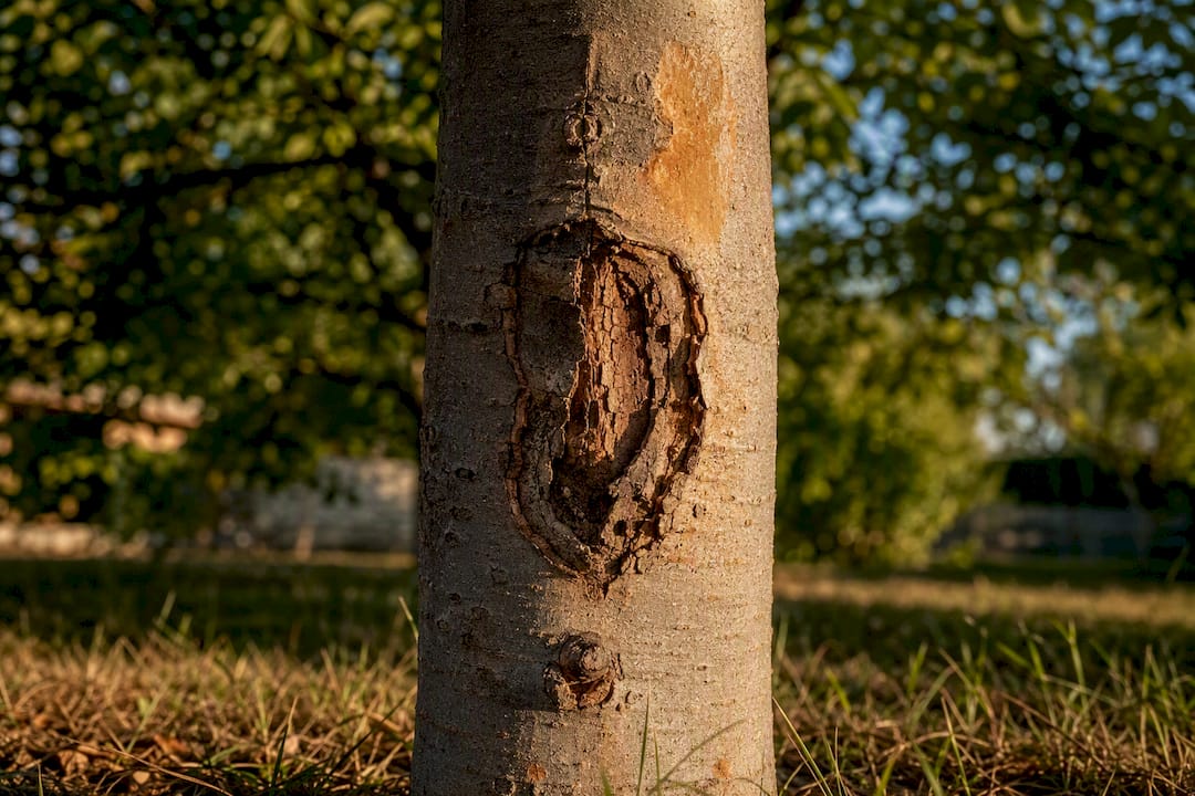 Sunken canker on sunburned tree trunk