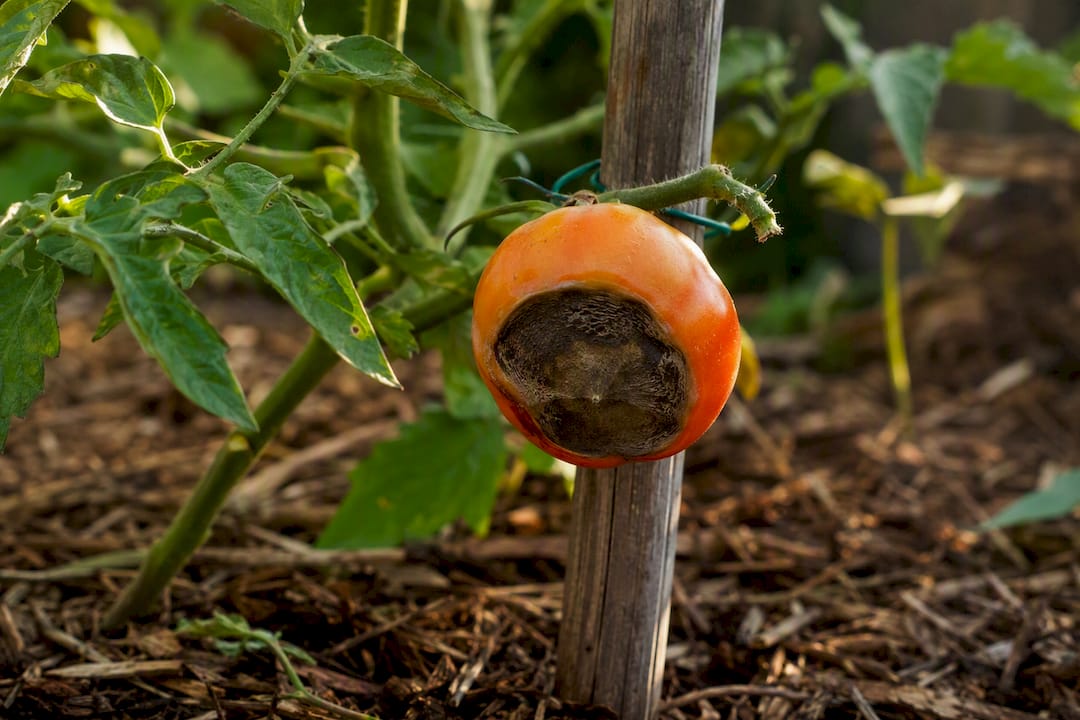 Tomato showing blossom-end rot damage